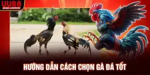 huong-dan-cach-chon-ga-da-tot_11zon