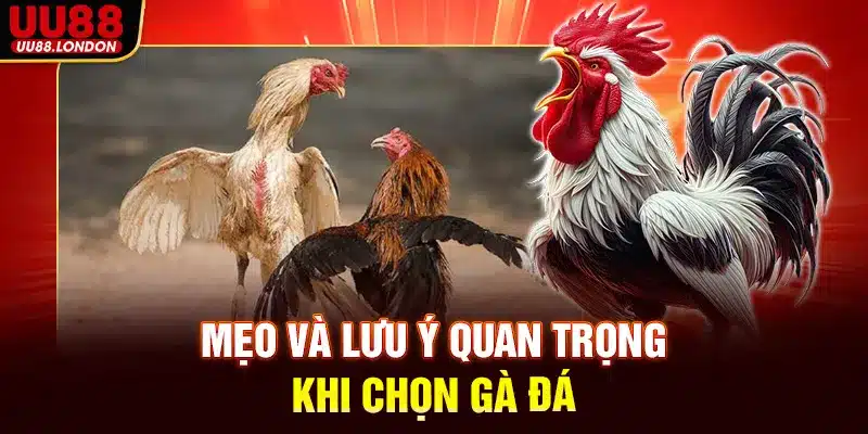 Mẹo và lưu ý quan trọng khi chọn gà đá